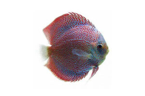 Cá dĩa Beo nhện - Spider Leopard Discus