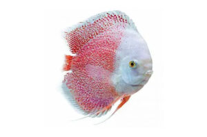 Cá dĩa Beo trắng - White Leopard Discus