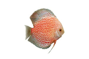 Cá dĩa Beo tuyết - Snow Leopard Discus