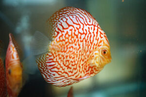 Cá dĩa Bồ câu Tiger - Tiger Pigeon Discus