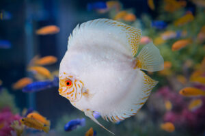 Cá dĩa Bướm trắng - White Butterfly Discus