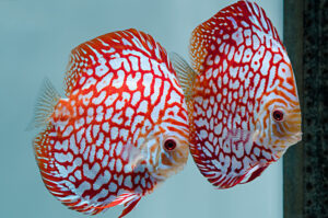 Cá dĩa Checkerboard Red Map - Checkerboard Red Map Discus