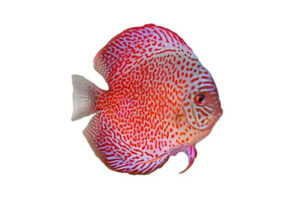 Cá dĩa Da beo - Leopard-Skin Discus