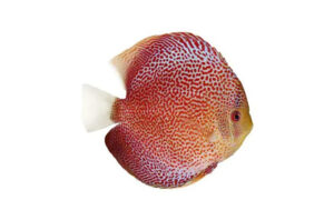 Cá dĩa Da rắn Fineline - Fineline Snakeskin Discus