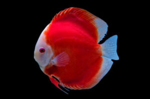 Cá dĩa Dưa hấu đỏ - Red Melon Discus