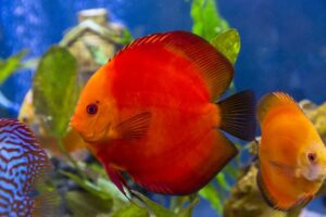 Cá dĩa Dưa hấu siêu đỏ - Super Red Melon Discus