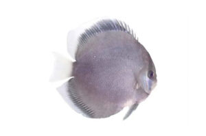 Cá dĩa Ghost - Ghost Discus