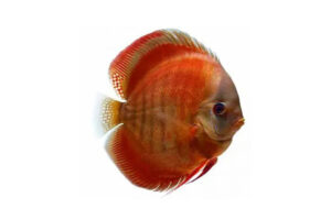 Cá dĩa Hoa hồng đỏ - Rose Red Discus