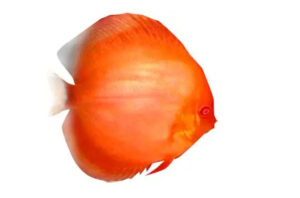 Cá dĩa Mặt trời đỏ - Red Sun Discus