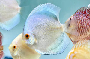 Cá dĩa Mercury - Mercury Discus