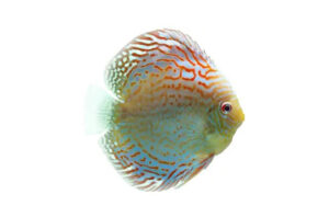 Cá dĩa Ngọc lam Albino - Albino Turquoise Discus