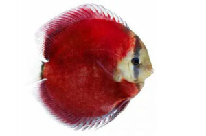Cá dĩa Red Cover - Red Cover Discus