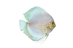 Cá dĩa Rồng trắng - White Dragon Discus