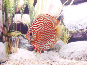 Cá dĩa Rot Turkish - Rot Turkish Discus