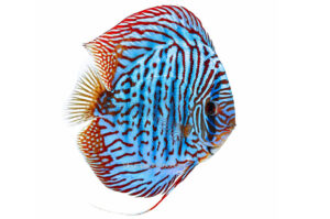 Cá dĩa Tiger Turkish - Tiger Turkish Discus