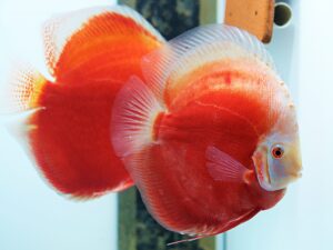 Cá dĩa Valentine đỏ - Red Valentine Discus