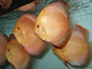 Cá dĩa Vàng Beo da rắn - Golden Leopard Snakeskin Discus