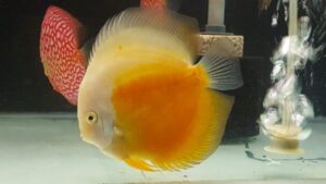 Cá dĩa Vàng mặt trắng - Yellow White Discus