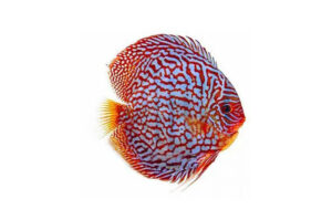 Cá dĩa bàn cờ Turkish - Checkerboard Turkish Discus