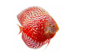 Cá dĩa bàn cờ Valentine đỏ - Checkerboard Red Valentine Discus
