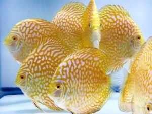 Cá dĩa bàn cờ vàng - Golden Checkerboard Discus