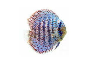 Cá dĩa beo đốm - Leopard Spotted Discus