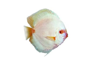 Cá dĩa bọ cạp trắng - White Scorpion Discus