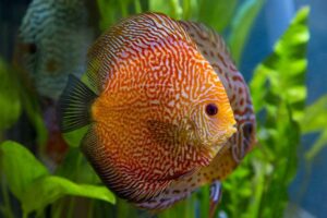 Cá dĩa bồ câu da rắn - Pigeon Snakeskin Discus