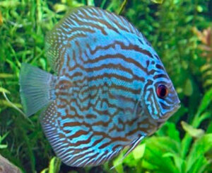 Cá dĩa bông xanh (Turquoise Discus)