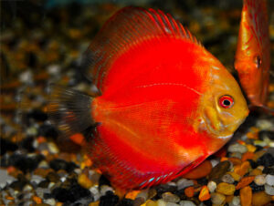 Cá dĩa đỏ Marlboro (Red Marlboro Discus)
