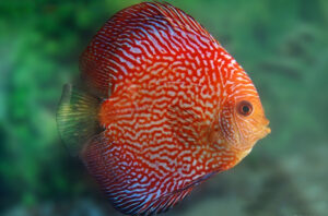 Cá dĩa đỏ da rắn - Red Snakeskin Discus