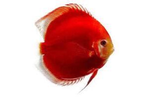 Cá dĩa kim cương đỏ - Red Diamond Discus