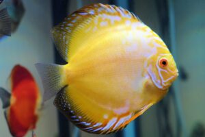 Cá dĩa pha lê vàng - Golden Crystal Discus