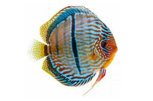 Cá dĩa sọc Heckel - Heckel Cross Discus