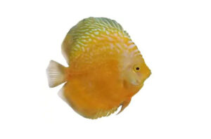 Cá dĩa vàng Marlboro - Golden Marlboro Discus