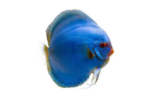 Cá dĩa xanh Cobalt - Cobalt Blue Discus