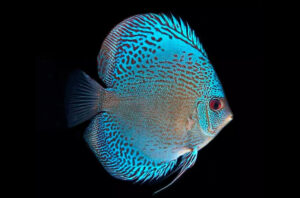 Cá dĩa xanh da rắn - Blue Snakeskin Discus