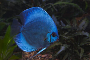 Cá dĩa xanh lam (Blue Diamond Discus)