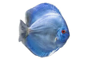 Cá dĩa xanh lam - Solid Blue Discus