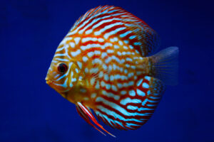 Cá dĩa xanh rực rỡ - Brilliant Blue Discus