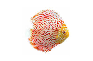 Dĩa beo Albino - Albino Leopard Discus
