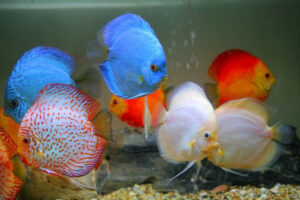 Bí quyết nuôi cá dĩa nhanh lớn và mạnh khỏe