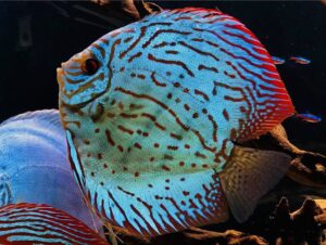 Cá dĩa Brilliant Turquoise (Ngọc lam rực rỡ)