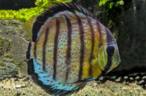 Cá dĩa Red Spotted Green (Đốm đỏ xanh)