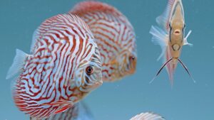 Cá dĩa Tiger Turkish (Hổ Thổ Nhĩ Kỳ)