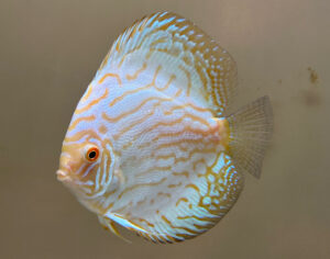 Cá dĩa White Butterfly (Bướm trắng)