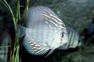 Cá dĩa bị đốm trắng