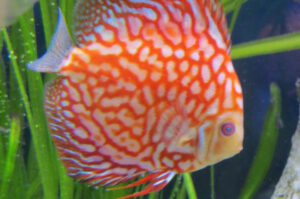 Cá Dĩa bị đục mắt - Nguyên nhân và cách điều trị