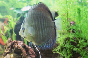 Cá dĩa bị phân trắng 