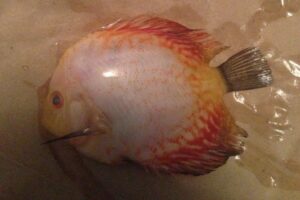 Cá dĩa bị sình bụng - Nguyên nhân và cách chữa trị